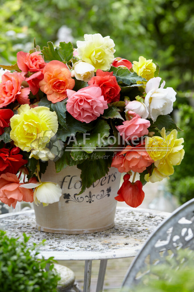 Begonia Cascade Odorosa mix