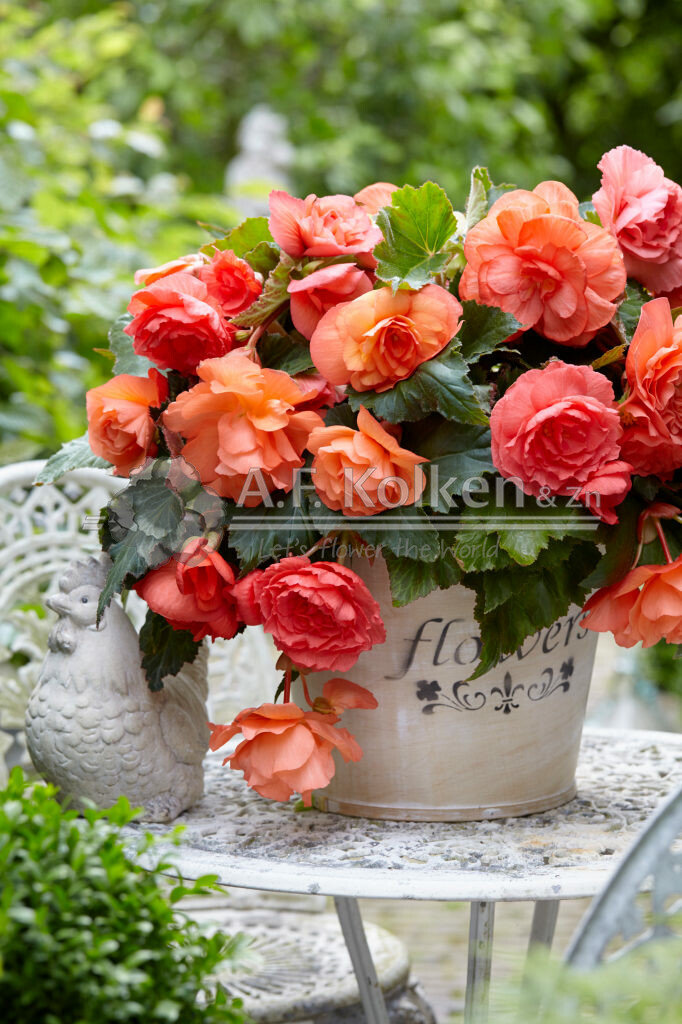 Begonia Cascade Odorosa Sweet Pink