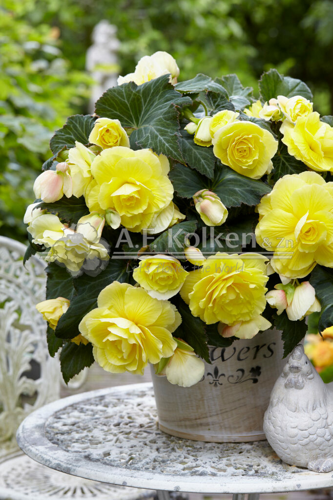 Begonia Cascade Odorosa Yellow Flame