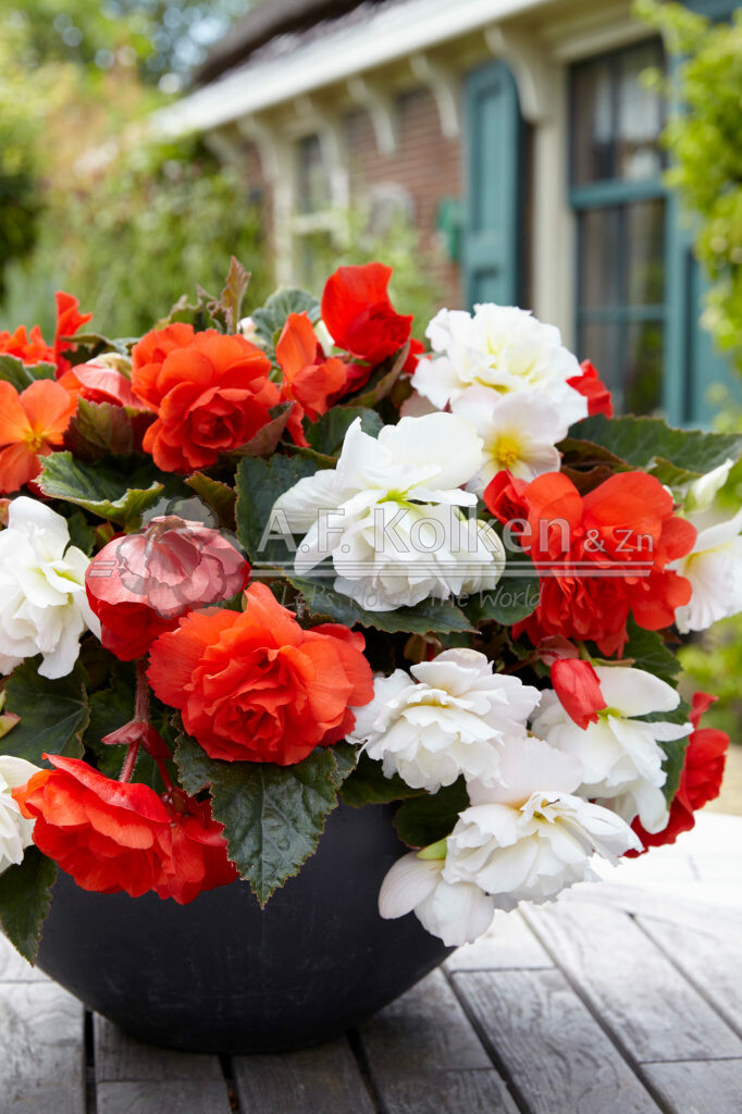 Begonia Cascade Odorosa Red Sunset, White Blush