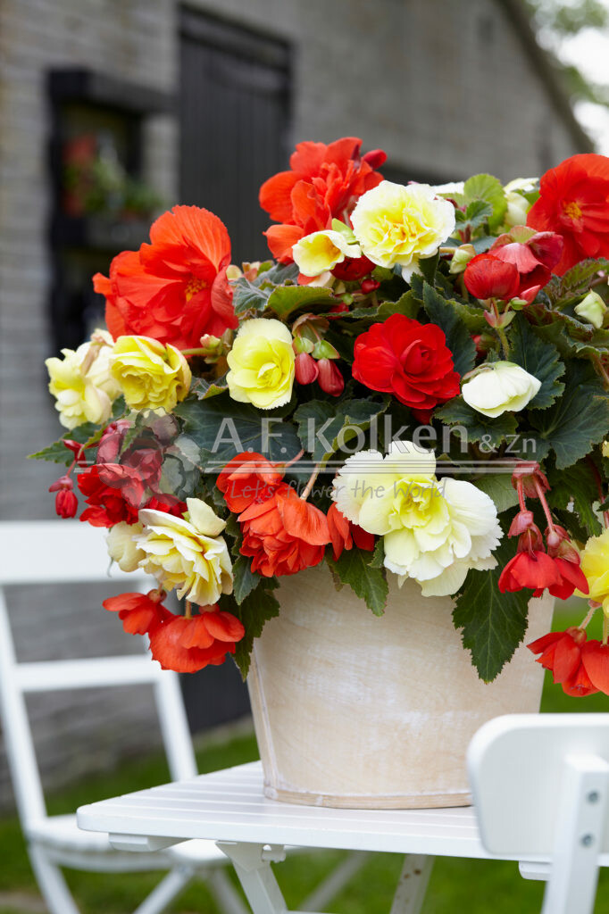 Begonia Odorosa Red Sunset, Yellow Flame