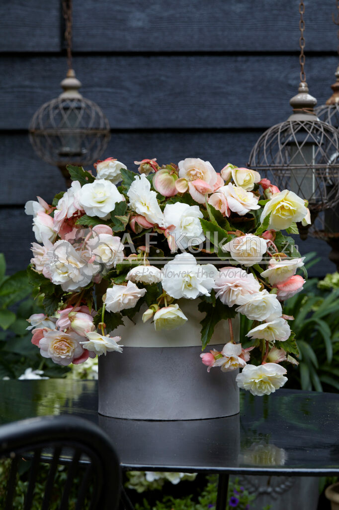 Begonia Cascade Odorosa White Blush