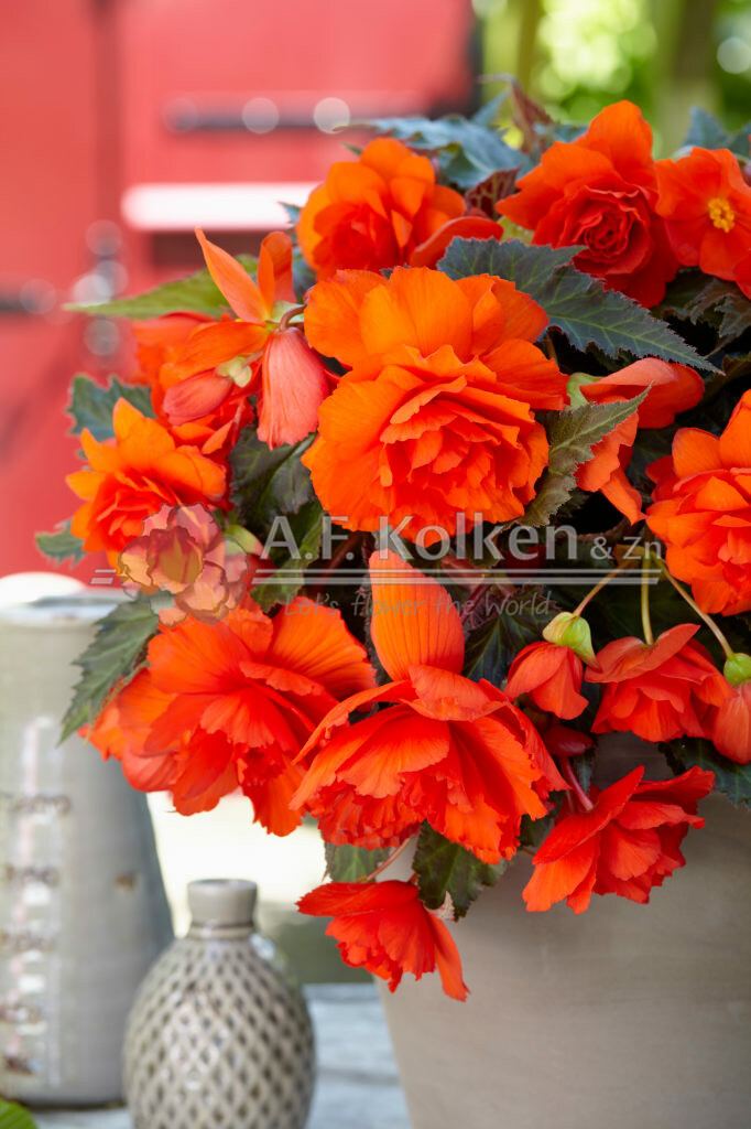 Begonia Illumination Orange