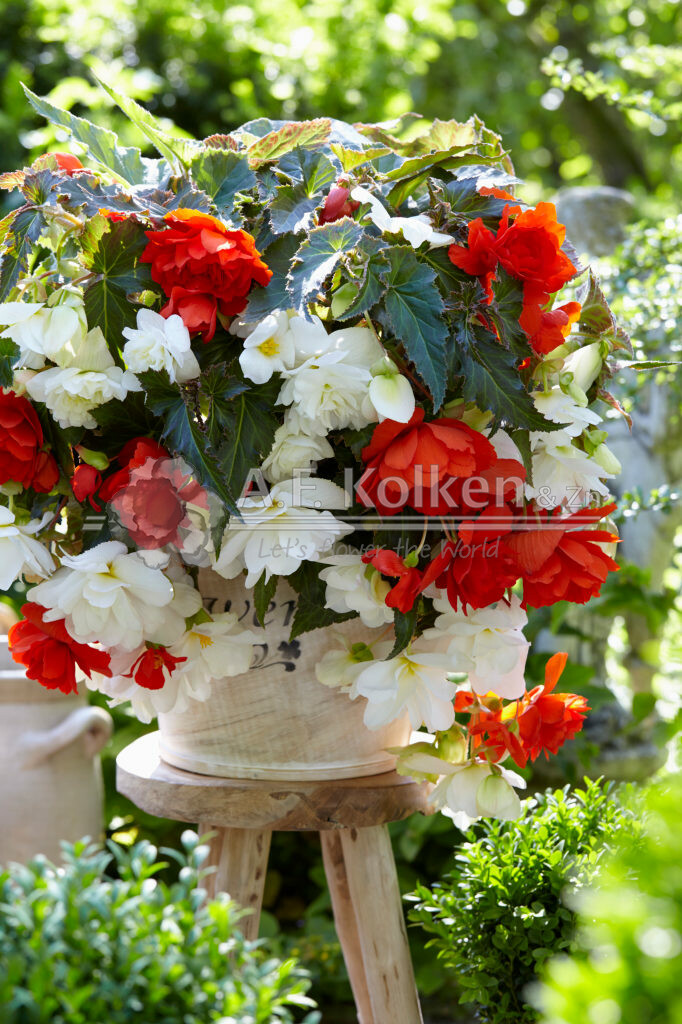 Begonia Illumination White and Orange