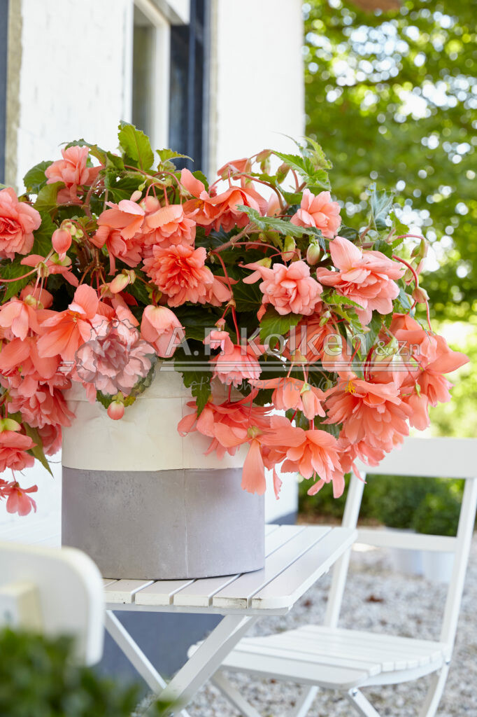 Begonia Illumination Salmon pink
