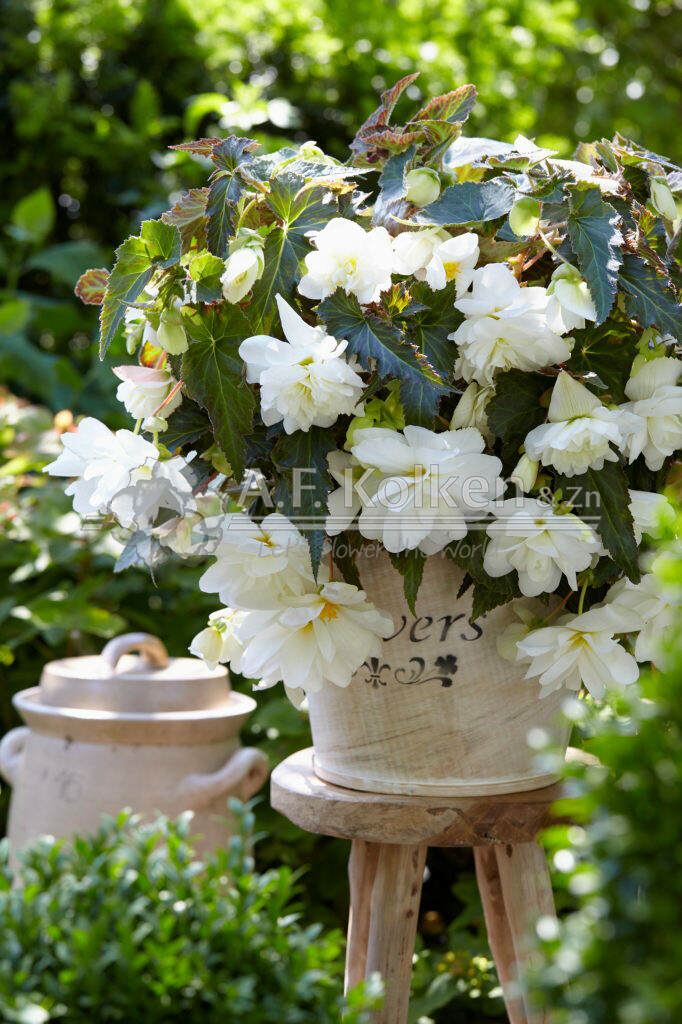 Begonia Illumination White