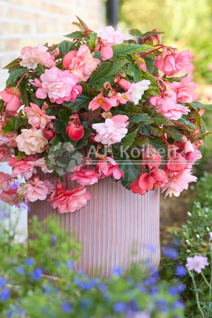 Begonia Cascade Florence