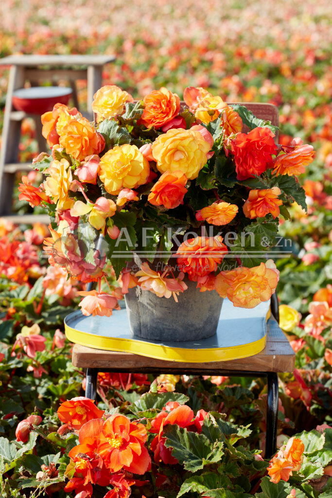 Begonia Cascade Sunray