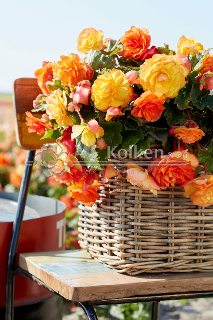 Begonia Cascade Sunray