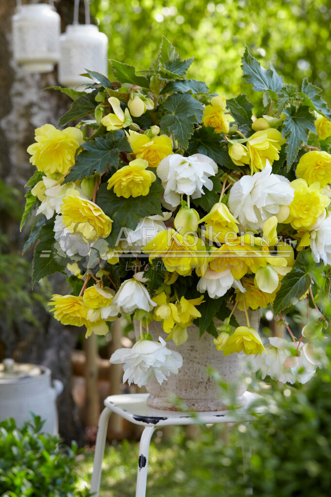 Begonia Cascade® yellow and white