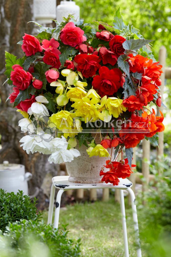 Begonia cascade mix