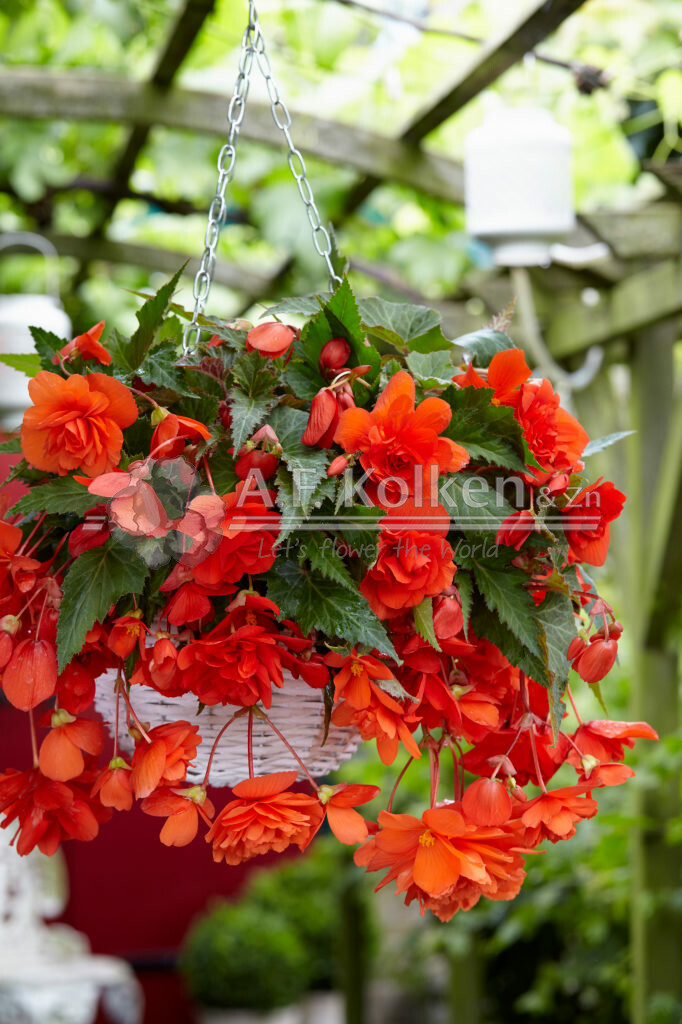 Begonia Cascade® orange