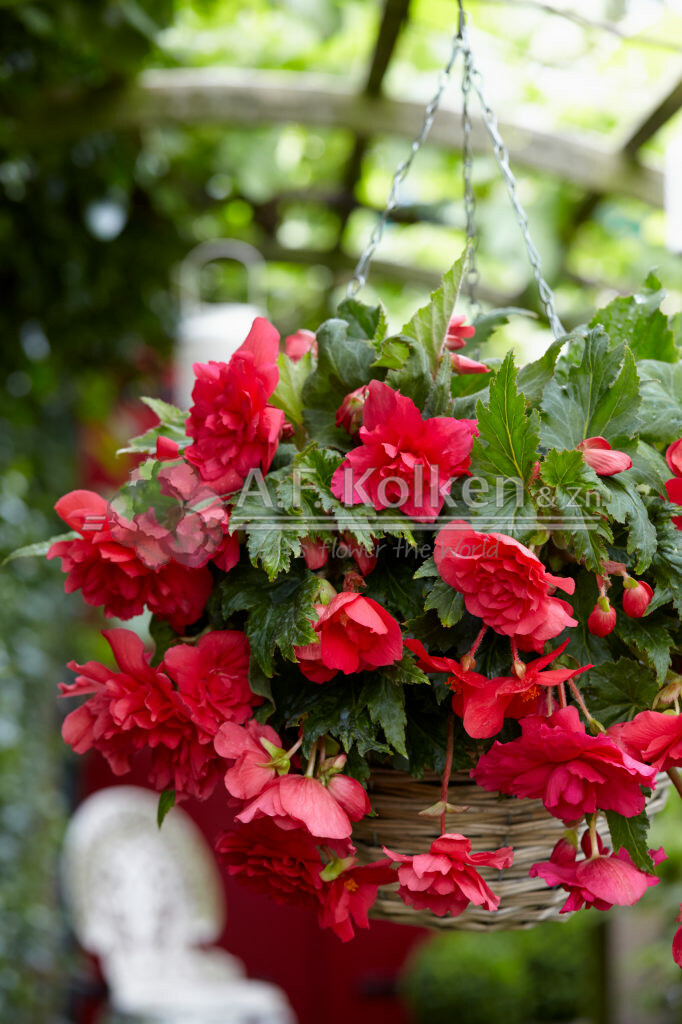 Begonia Cascade rose