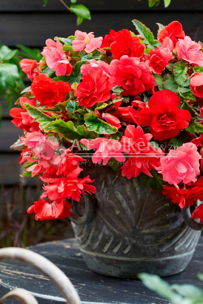 14. Cascade scharlaken roze visi186158
