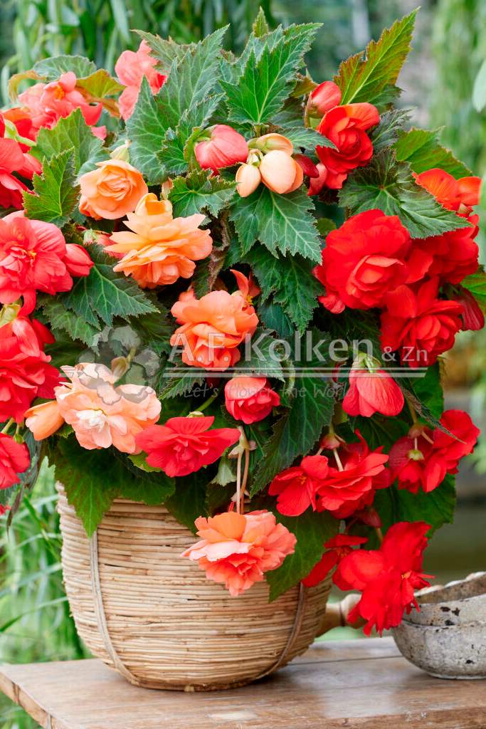 14. Cascade scharlaken zalm rozevisi208008