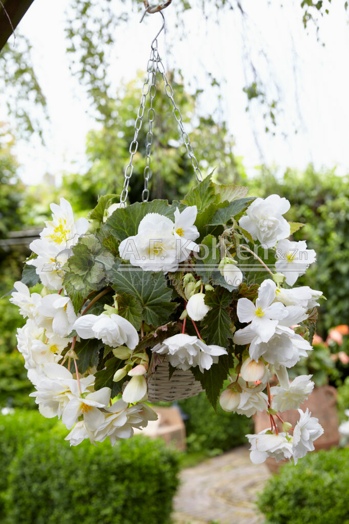 Begonia Cascade® white