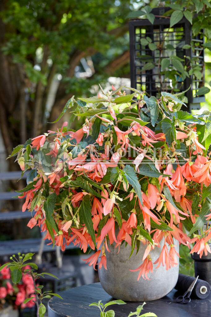 Begonia Boliviensis San Francisco