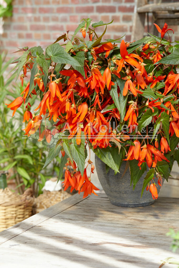 Begonia Boliviensis Santa Cruz®