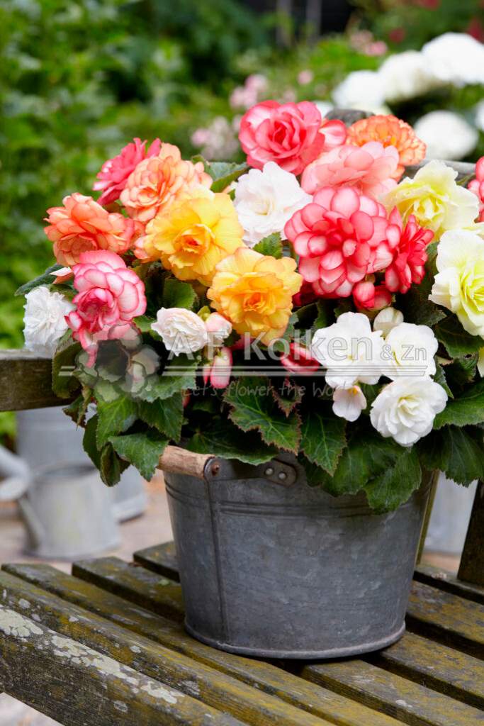 2. Wummi gemengd visi150894