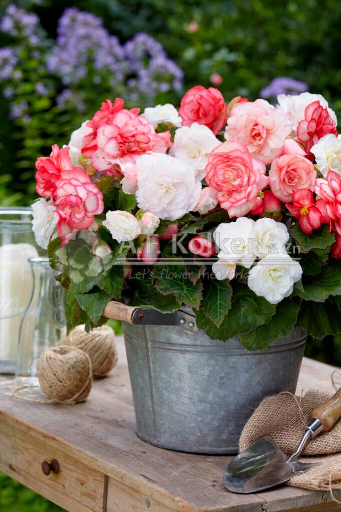 2. Wummi gemengd visi150898