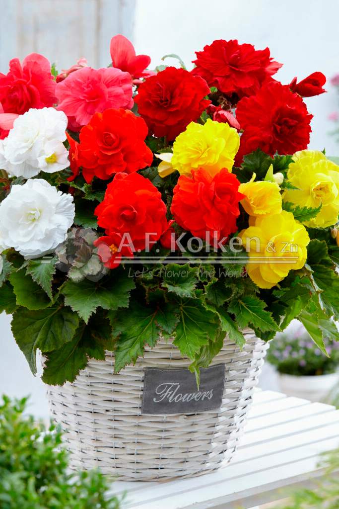 4. Dubbel gemengd visi143203