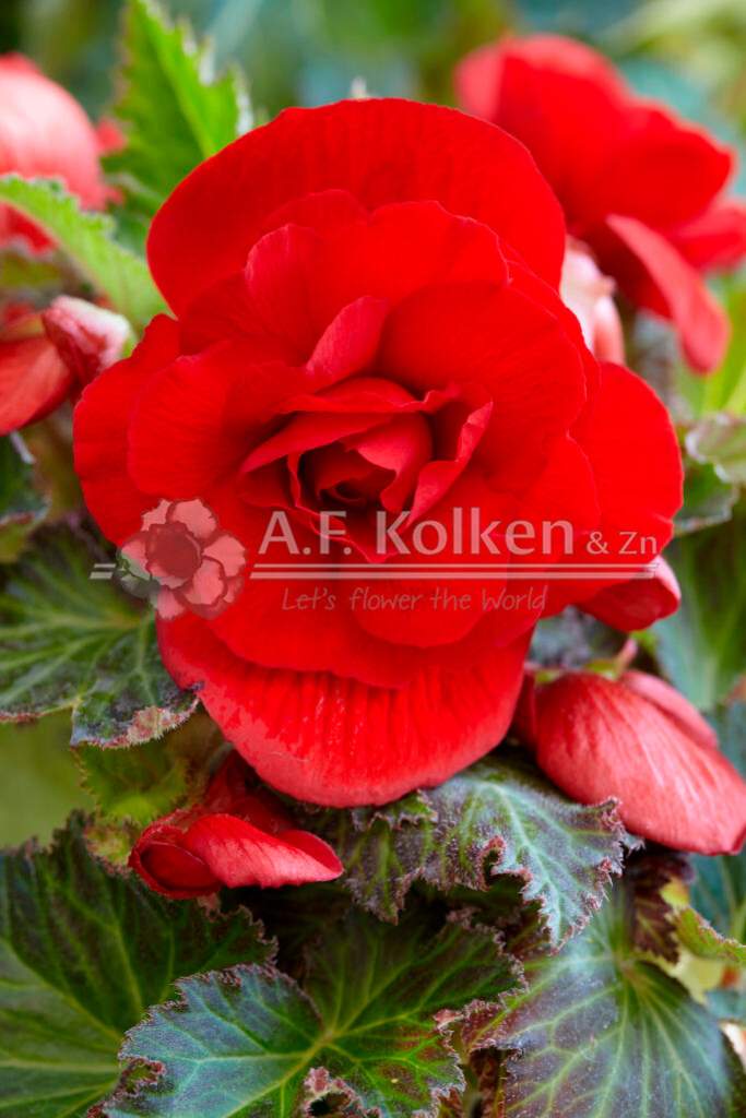 4. Dubbel scharlaken visi149680