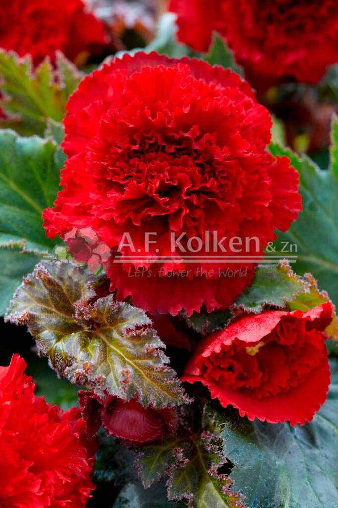 5. Fimbr d rood visi149193