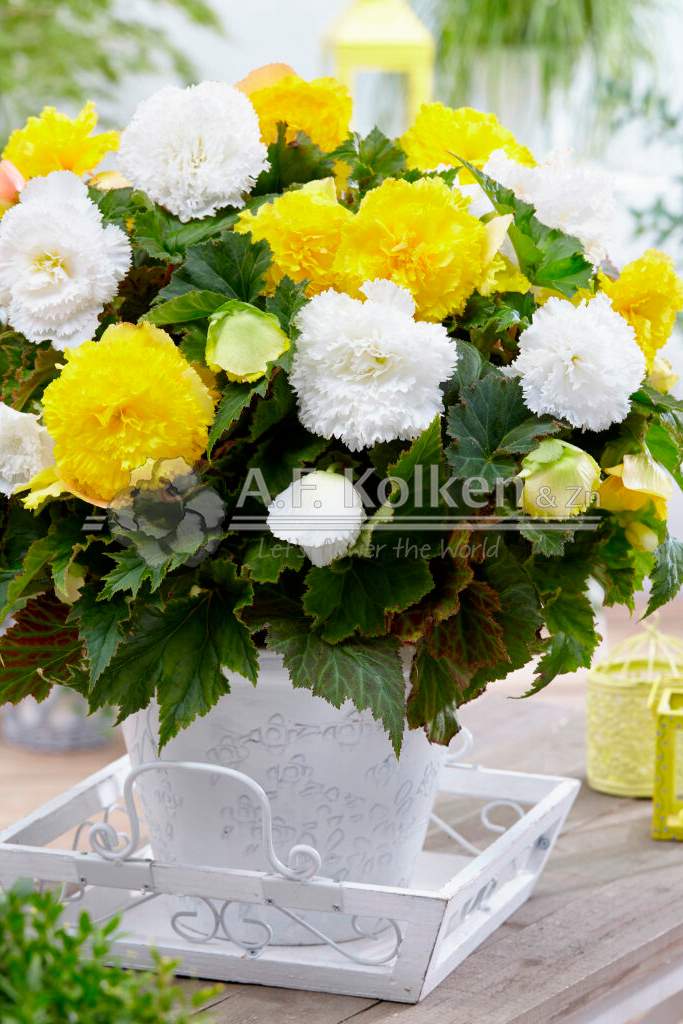 5. Fimbriata geel wit visi143218