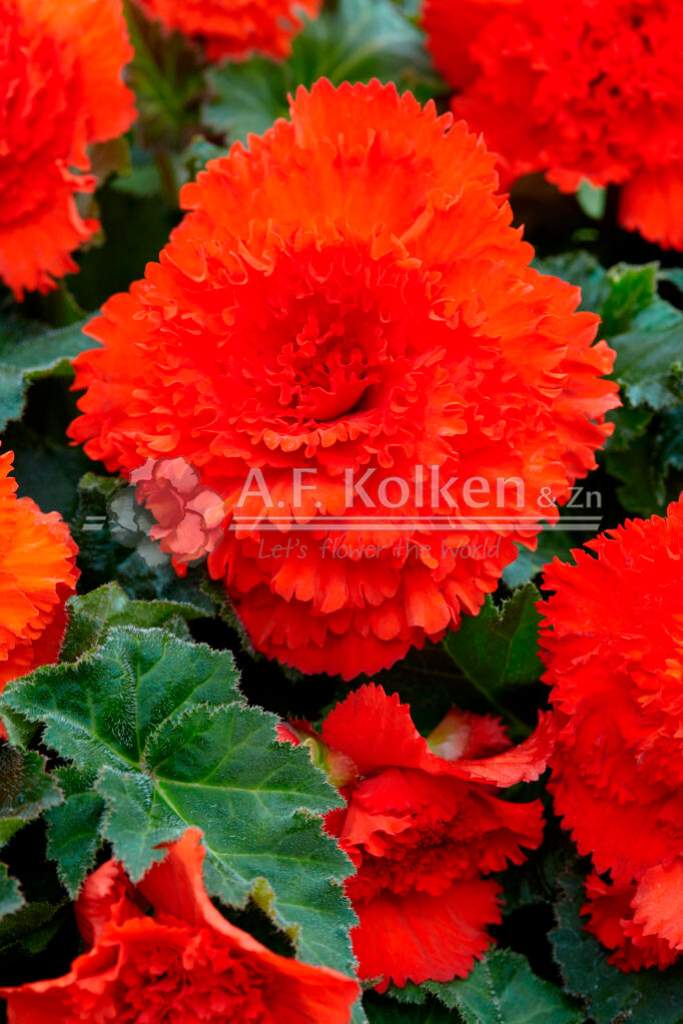 5. Fimbriata oranje visi149197