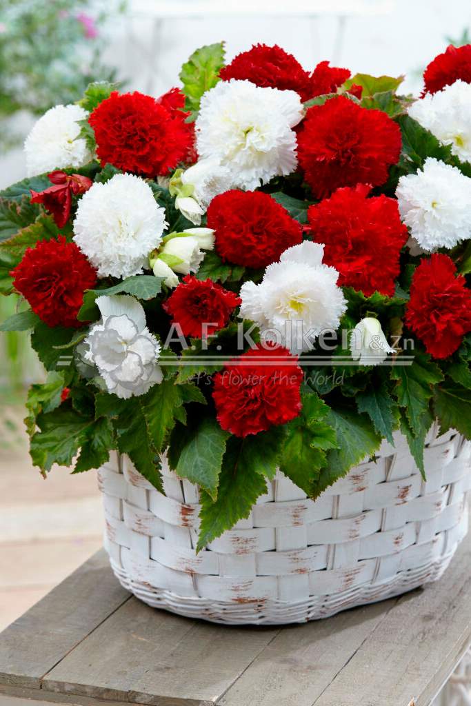 5. Fimbriata rood wit visi143215