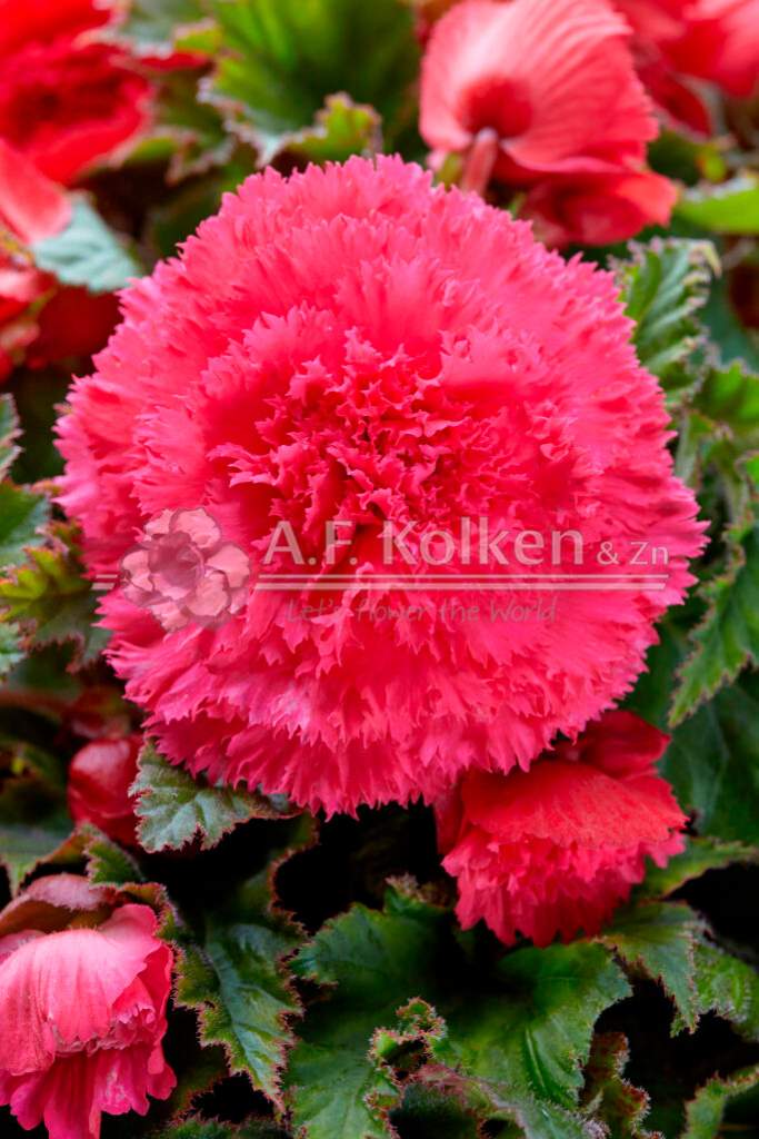 5. Fimbriata roze visi151794