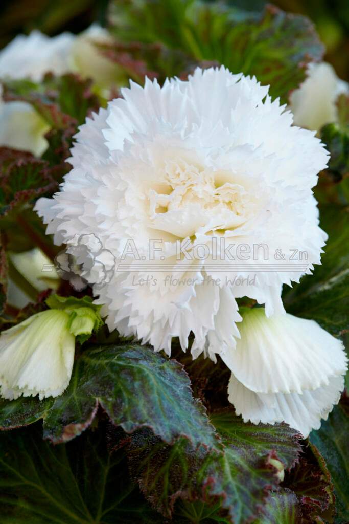 5. Fimbriata wit visi149679