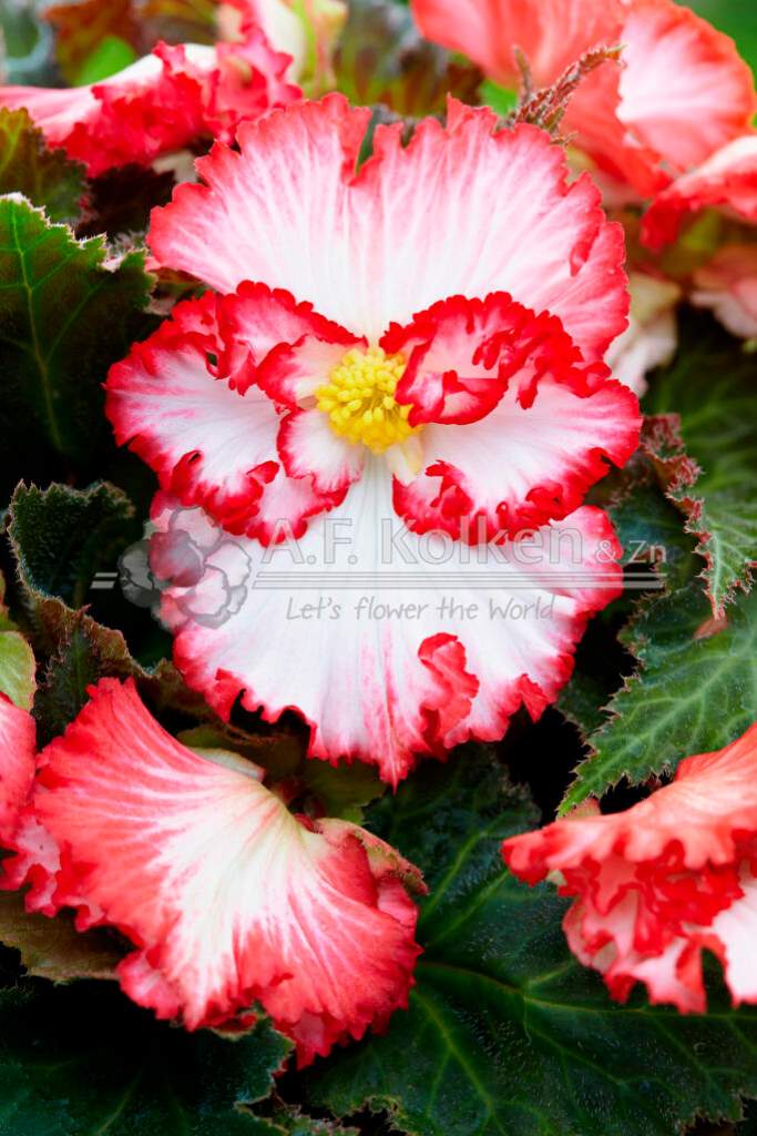 7. Crispa Marginata wit visi149200