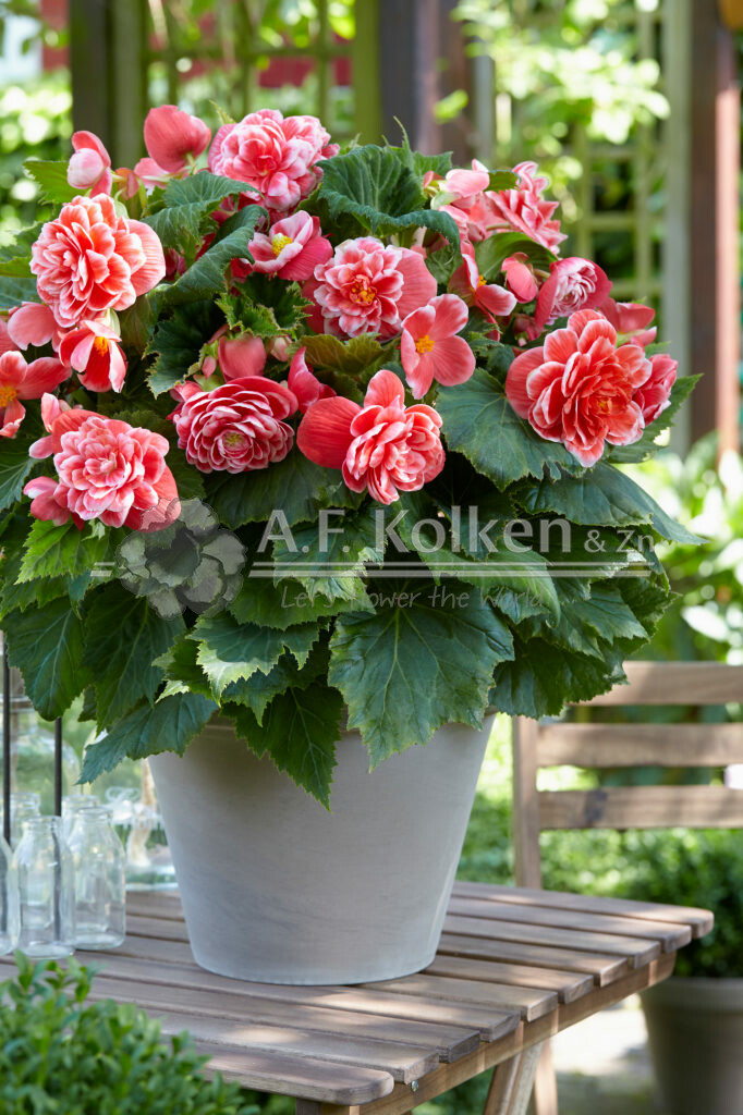 Begonia Camelia