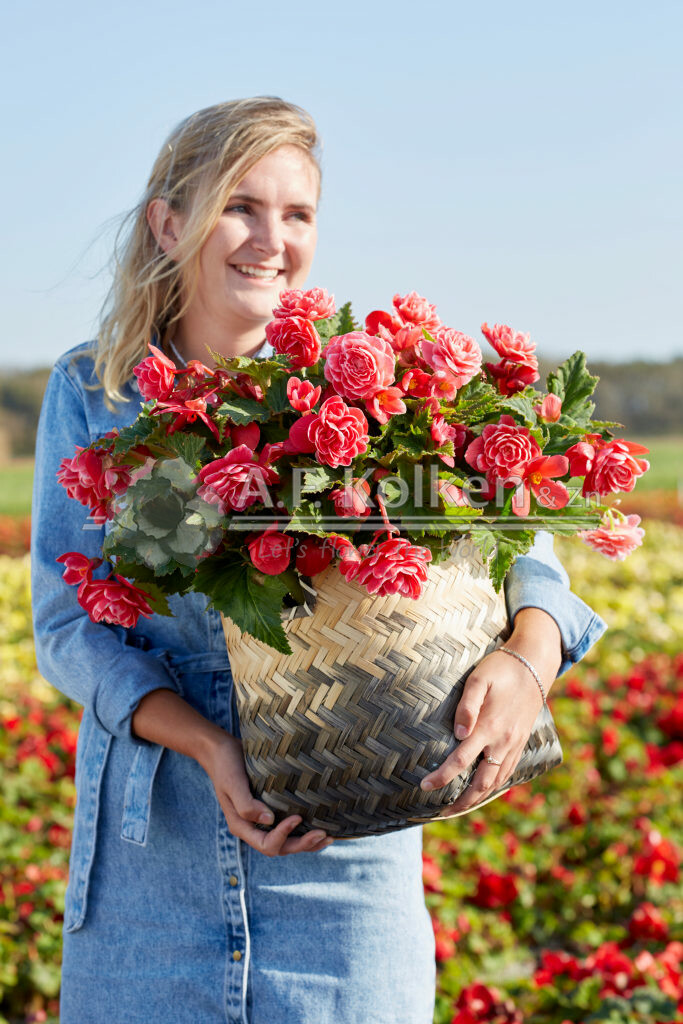 Begonia Camelia